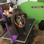 Tailor Made Grooming