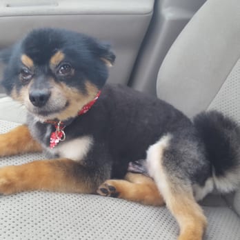 Woof Spa - After !! - Pet Groomers Near Me - Fairfield, Connecticut