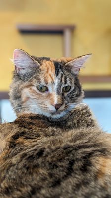 Seattle Meowtropolitan by null