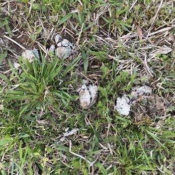 Biggerstaff Park - Dried up poop inside the dog park. - Parks Near Me - Dallas, North Carolina
