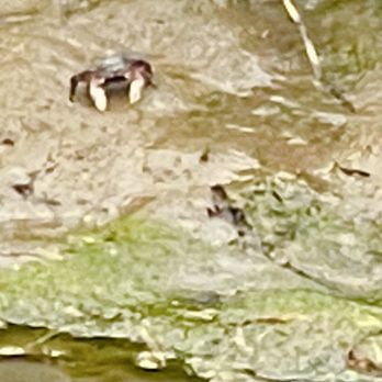 Bird Walk Coastal Access Trail - July 1, 2025 - Feeling crabby. - Parks Near Me - Bodega Bay, California Bird Walk Coastal Access Trail - July 1, 2025 - Feeling crabby. - Parks Near Me - Bodega Bay, California