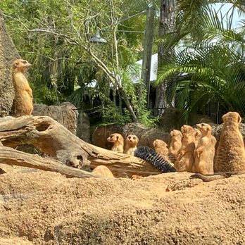 Brevard Zoo - Meerkat - Zoos Near Me - Melbourne, Florida Brevard Zoo - Meerkat - Zoos Near Me - Melbourne, Florida