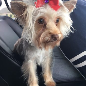 PetSmart Grooming - Yorkies groomed by Christa! - Pet Training Near Me - Mckinney, Texas PetSmart Grooming - Yorkies groomed by Christa! - Pet Training Near Me - Mckinney, Texas