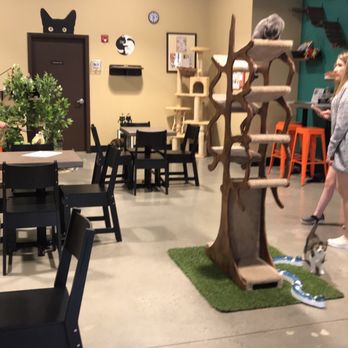 Orlando Cat Cafe - Orlando Cat Cafe! - Animal Shelters Near Me - Clermont, Florida Orlando Cat Cafe - Orlando Cat Cafe! - Animal Shelters Near Me - Clermont, Florida