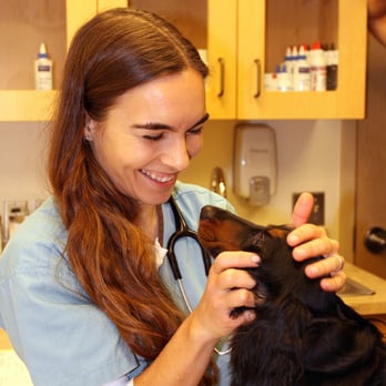 Montville Veterinary Group - Dr. Ferrante examining a very loving (and cooperative) patient - Veterinarians Near Me - Montville, New Jersey Montville Veterinary Group - Dr. Ferrante examining a very loving (and cooperative) patient - Veterinarians Near Me - Montville, New Jersey