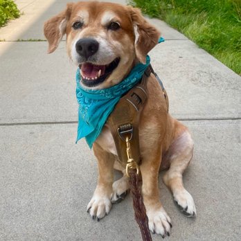 Fuzzy Pants Pet Stop - Freshly groomed pup! - Pet Stores Near Me - Worcester, Massachusetts