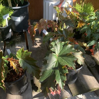 Encinal Nursery - Begonias - Nurseries & Gardening Near Me - Alameda, California