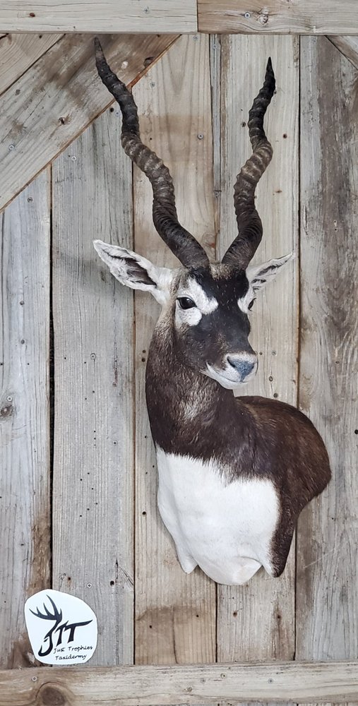 Just Trophies Taxidermy - taxidermy in Decatur, TX
