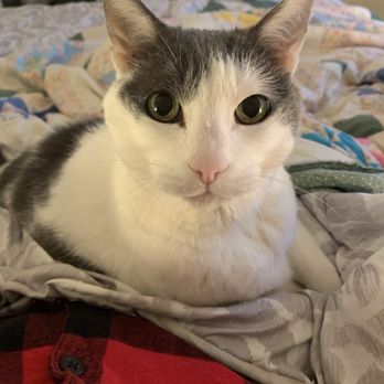 Faithful Friend - Veterinarians Near Me