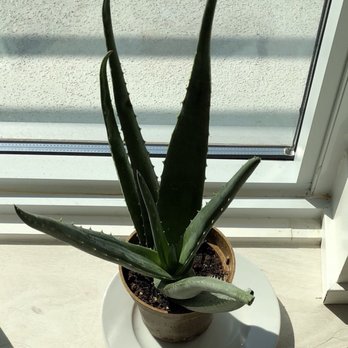 Longo's - They sell aloe plants and herbs. - Grocery Near Me - Toronto, Ontario