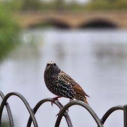 Hyde Park