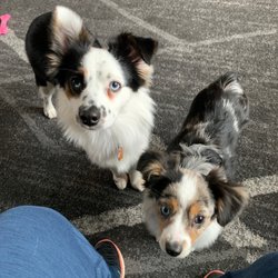 Mitch's Groomery - Happy dogs!