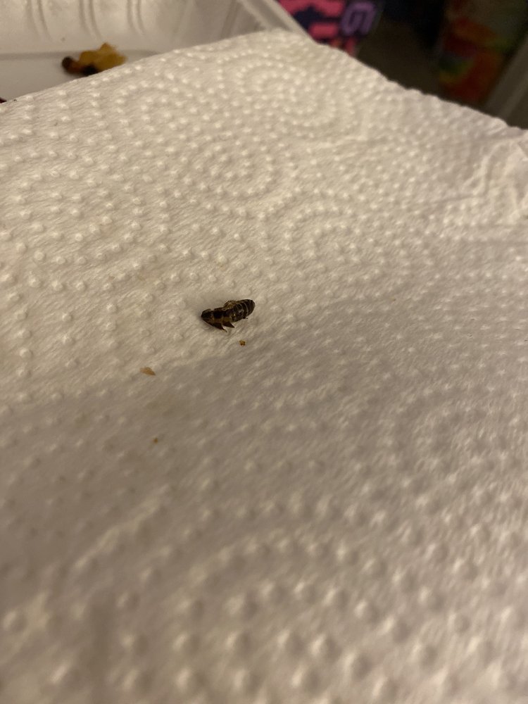 LEE’S CHINESE KITCHEN Updated September 2024 18 Reviews 806 Burke Ave, Bronx, New York