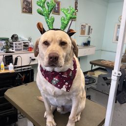 12/6/23 my dog cosmo after he got his hair done with Juan 12/6/23 my dog cosmo after he got his hair done with Juan