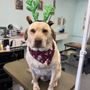 Photo of Bavette's Grooming Spa