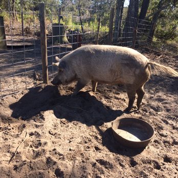 Legare Farms - Farms Near Me - Johns Island, South Carolina