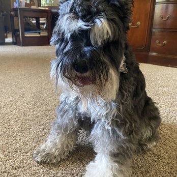 Fancy Fur 'n Purr - Before - Pet Groomers Near Me - Chandler, Arizona