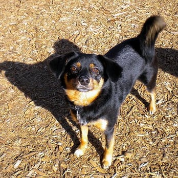 Metro Dog - Pet Boarding Near Me - Richmond, California Metro Dog - Pet Boarding Near Me - Richmond, California