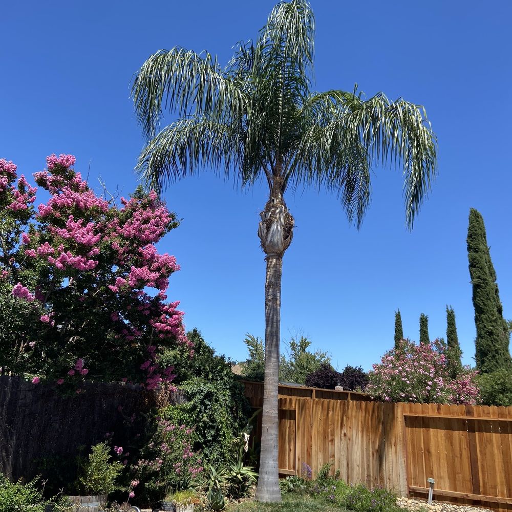 Extreme Tree Service - After - Tree Services Near Me - Olivehurst, California Extreme Tree Service - After - Tree Services Near Me - Olivehurst, California