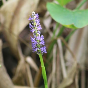 Big Cypress Bend Boardwalk - Parks Near Me - Naples, Florida