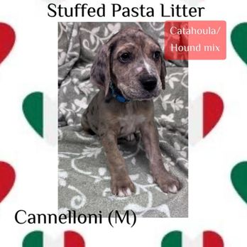 Amazing Mutts Puppy Rescue - Animal Shelters Near Me - New Egypt, New Jersey Amazing Mutts Puppy Rescue - Animal Shelters Near Me - New Egypt, New Jersey