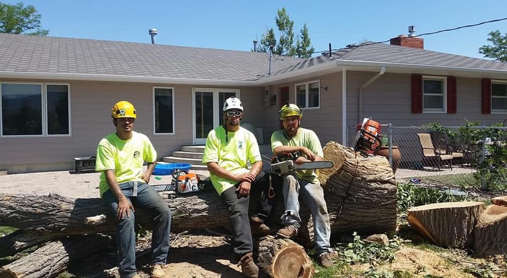 4 SEASONS TREE CARE 16 Photos Billings, Montana Tree Services
