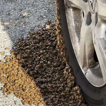 Bee Friendly Honey Bee Management Solutions - More Bee's - Pest Control Near Me - Morgan Hill, California Bee Friendly Honey Bee Management Solutions - More Bee's - Pest Control Near Me - Morgan Hill, California