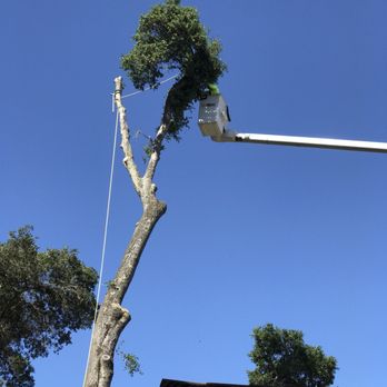 Bunyon Bros. Tree Service - Tree Services Near Me Bunyon Bros. Tree Service - Tree Services Near Me