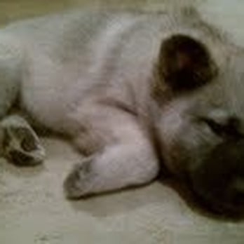 Magnolia Ridge Elkhounds - Pet Services Near Me - Starkville, Mississippi Magnolia Ridge Elkhounds - Pet Services Near Me - Starkville, Mississippi
