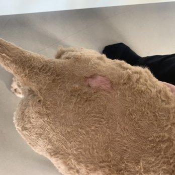 Julian's Pet Grooming - Abrasions and cut to my dog. - Pet Sitting Near Me - El Paso, Texas Julian's Pet Grooming - Abrasions and cut to my dog. - Pet Sitting Near Me - El Paso, Texas