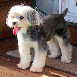 PupTown Pet Salon - Baxter