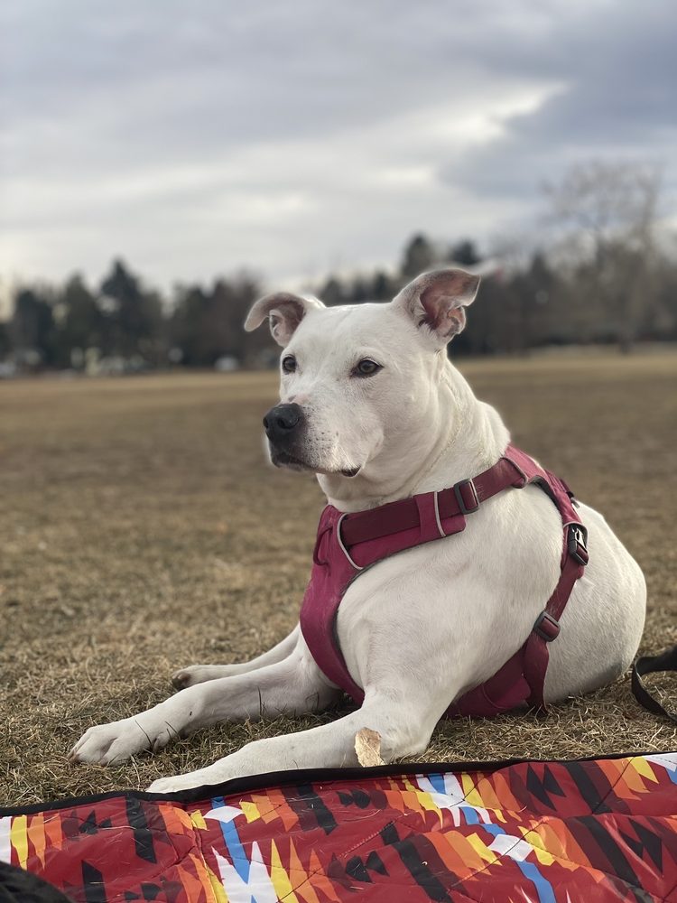 RISING SUN ANIMAL CARE Updated July 2024 21 Photos & 56 Reviews