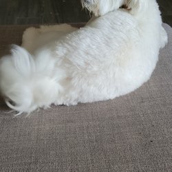 Charlie & Friends Grooming