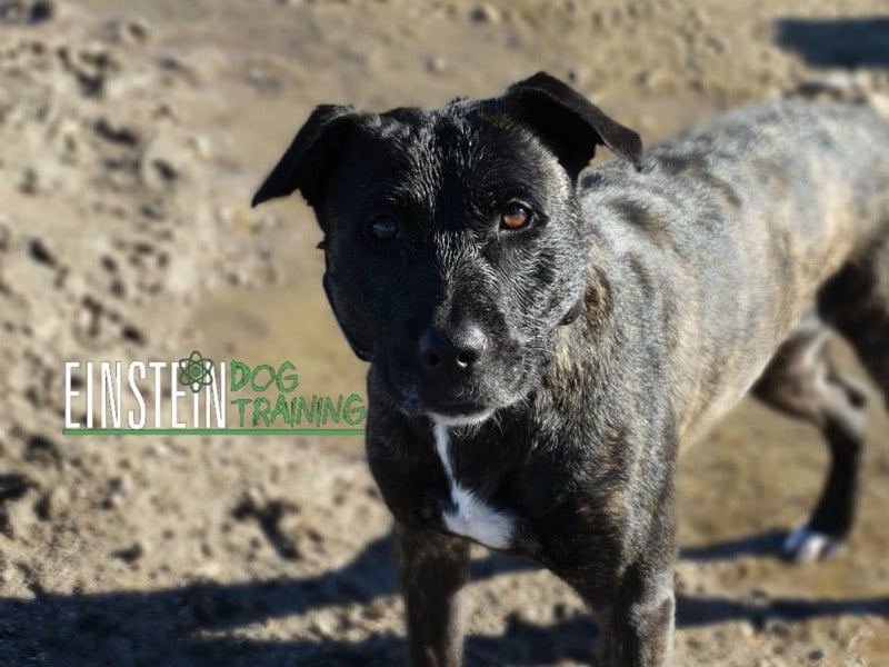 EINSTEIN DOG TRAINING Updated October 2024 Fenton, Michigan Pet