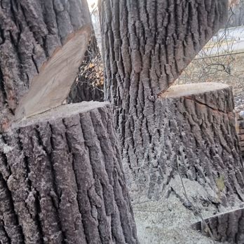 MisterTree - Two giant cottonwoods cleared to prepare for a new home. - Tree Services Near Me - Hopkins, Minnesota MisterTree - Two giant cottonwoods cleared to prepare for a new home. - Tree Services Near Me - Hopkins, Minnesota