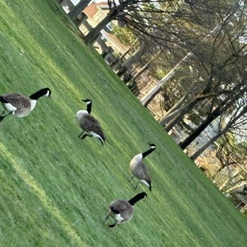 Beardsley Park - Short walk - Parks Near Me - Bridgeport, Connecticut