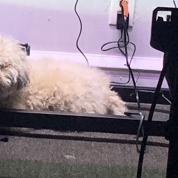 Petco - Before she got groomed June 2023/what she usually looks like when her fur grows too much - Pet Groomers Near Me - Wynnewood, Pennsylvania