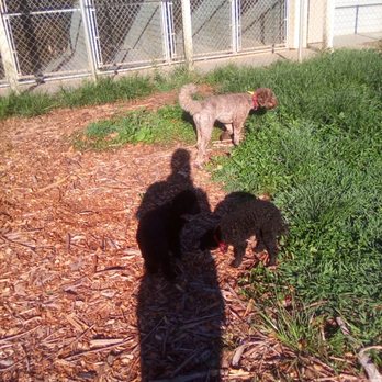 The Pet Resorts - Pet Training Near Me - Cumming, Georgia