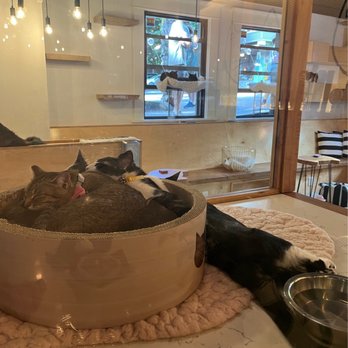NEKO: A Cat Cafe - Cats! - Themed Cafes Near Me - Seattle, Washington NEKO: A Cat Cafe - Cats! - Themed Cafes Near Me - Seattle, Washington