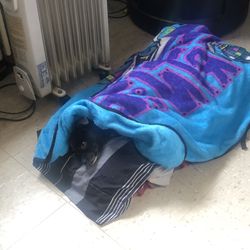 Bronx Veterinary Center of Westchester Square - Spartacus in bed rest