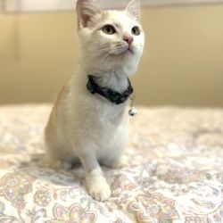 Millcreek Veterinary Clinic and Urgent Care