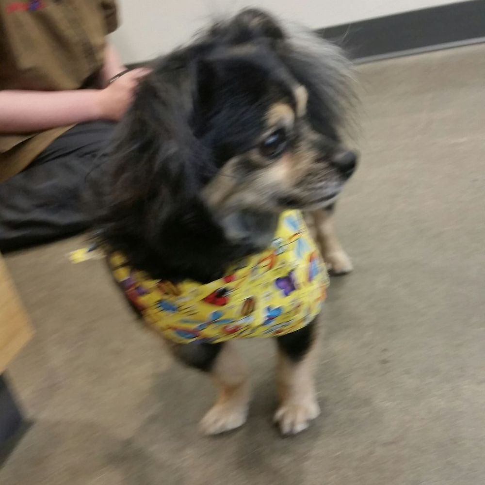 Petco - Pet Stores Near Me - Lodi, California Petco - Pet Stores Near Me - Lodi, California