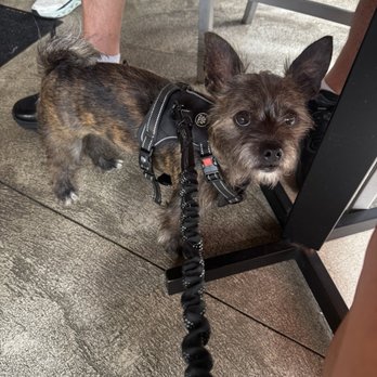 Swig - Pup - Bars Near Me - Perrysburg, Ohio Swig - Pup - Bars Near Me - Perrysburg, Ohio