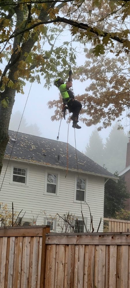 N&T Lawns and Limbs - tree service in Gulfport, MS