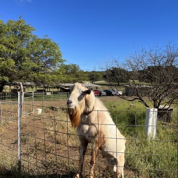 Surfing Goat Dairy - Goat - Cheese Shops Near Me - Kula, Hawaii Surfing Goat Dairy - Goat - Cheese Shops Near Me - Kula, Hawaii
