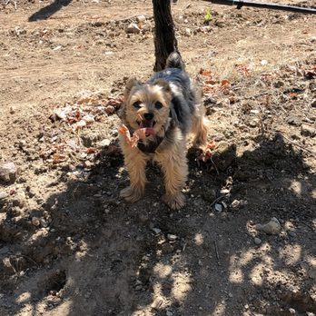 SUTRO - He caught a leaf in a field - Wine Tasting Room Near Me - Healdsburg, California