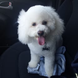 Oui Forever Pet - Max right after his grooming!