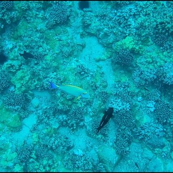 Malolo Charters - Reef and tropical fishes - Snorkeling Near Me - Wailuku, Hawaii Malolo Charters - Reef and tropical fishes - Snorkeling Near Me - Wailuku, Hawaii