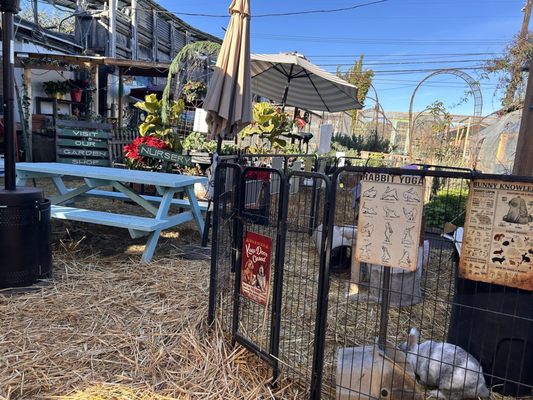 Fiorelli Pizza by null