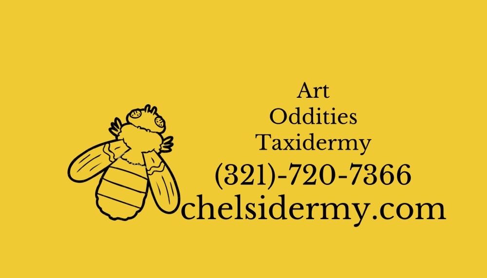 Chelsidermy - taxidermy in Cocoa, FL